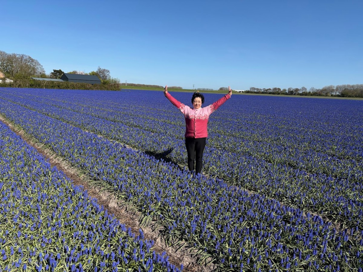 Kazuyo Asayama Blog: Netherlands and Belgium Private Tour to Enjoy Spring Flowers (April 2026).