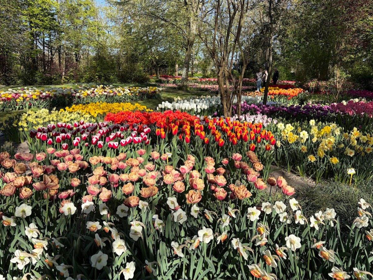 Kazuyo Asayama Blog: Netherlands and Belgium Private Tour to Enjoy Spring Flowers (April 2026).