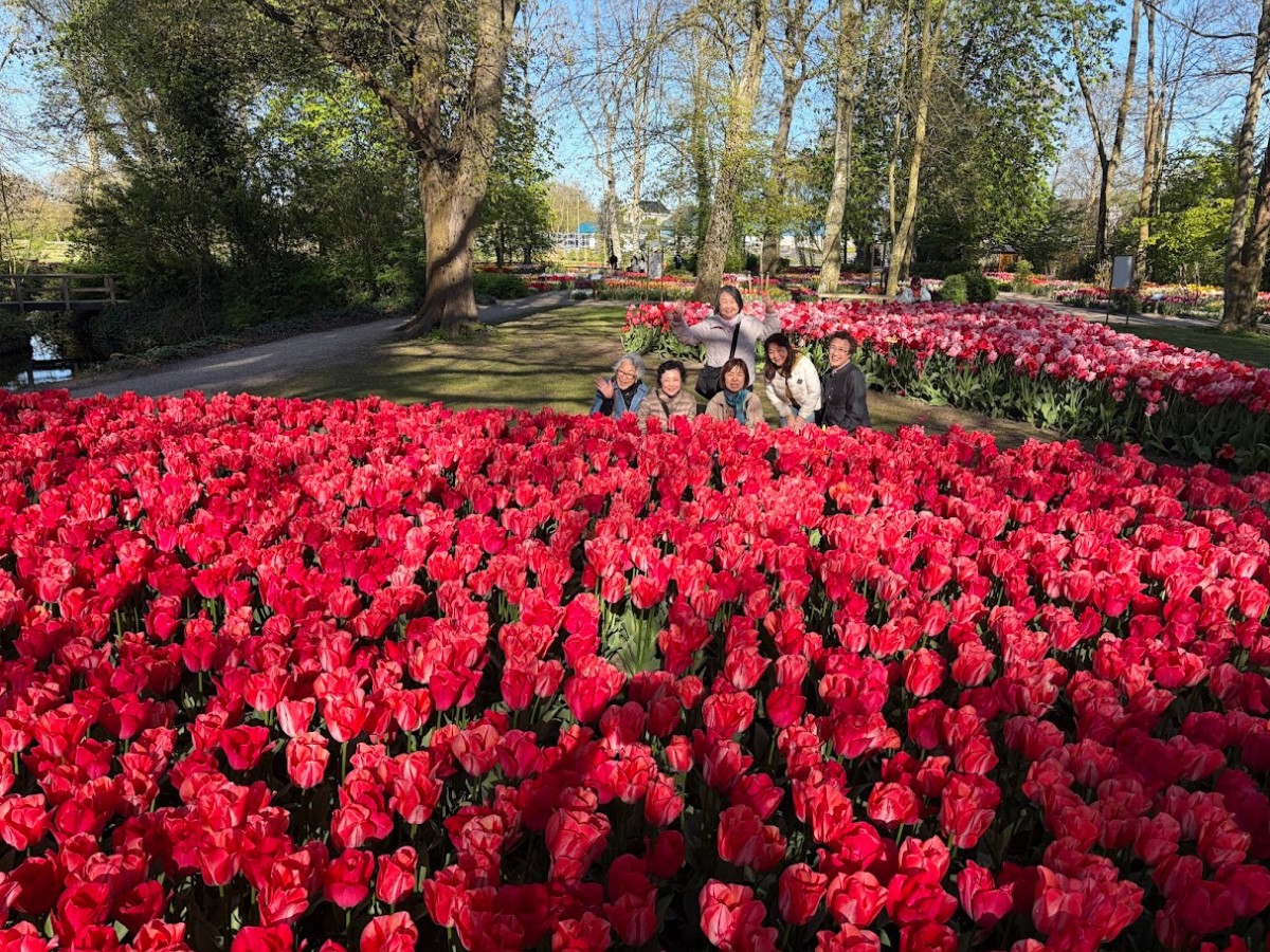 Kazuyo Asayama Blog: Netherlands and Belgium Private Tour to Enjoy Spring Flowers (April 2026).
