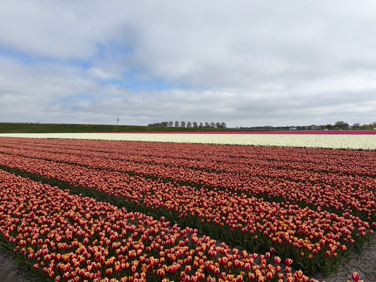 Kazuyo Asayama Blog: Netherlands and Belgium Private Tour to Enjoy Spring Flowers (April 2026).