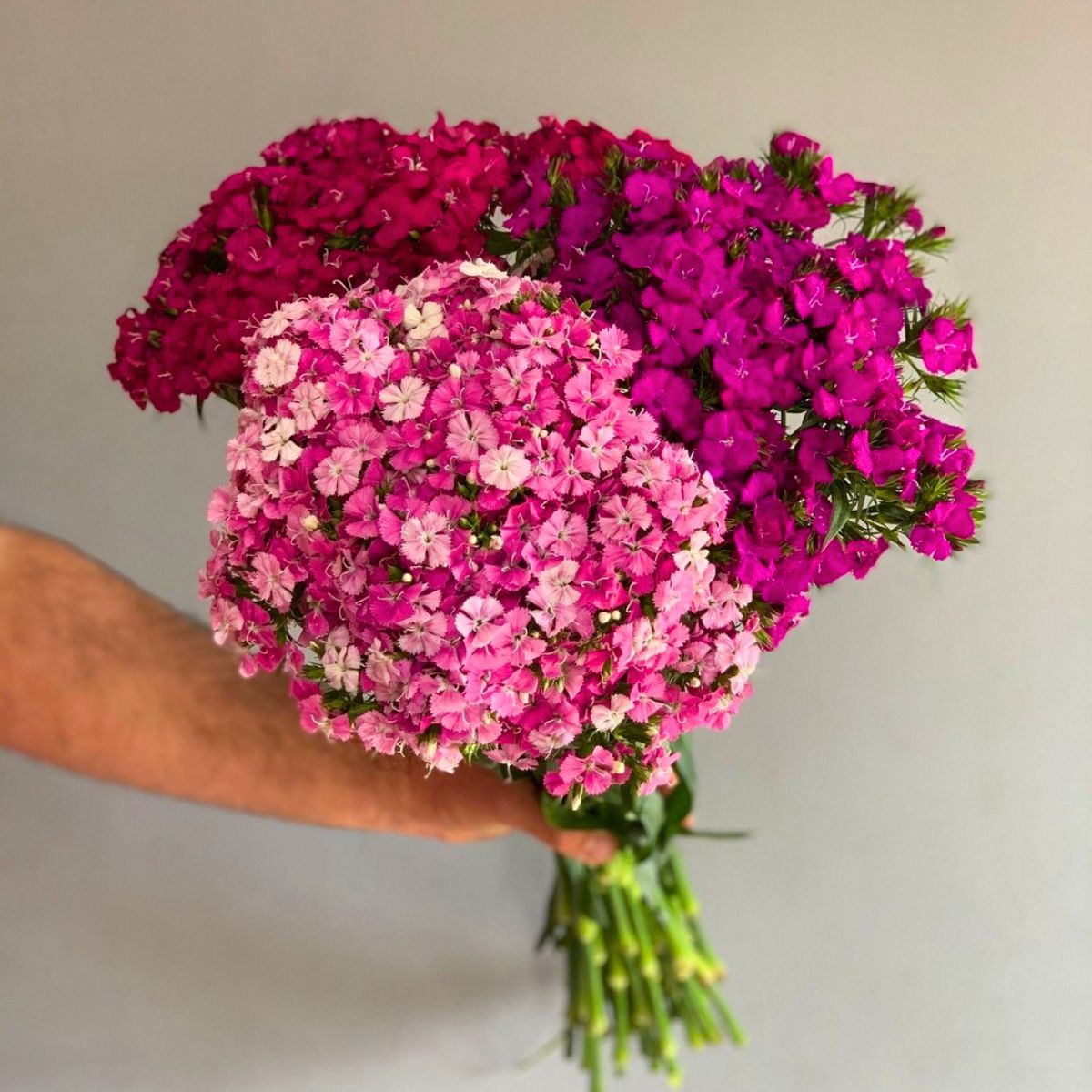 Various Dianthus Barbatus Amazon by cooperflora