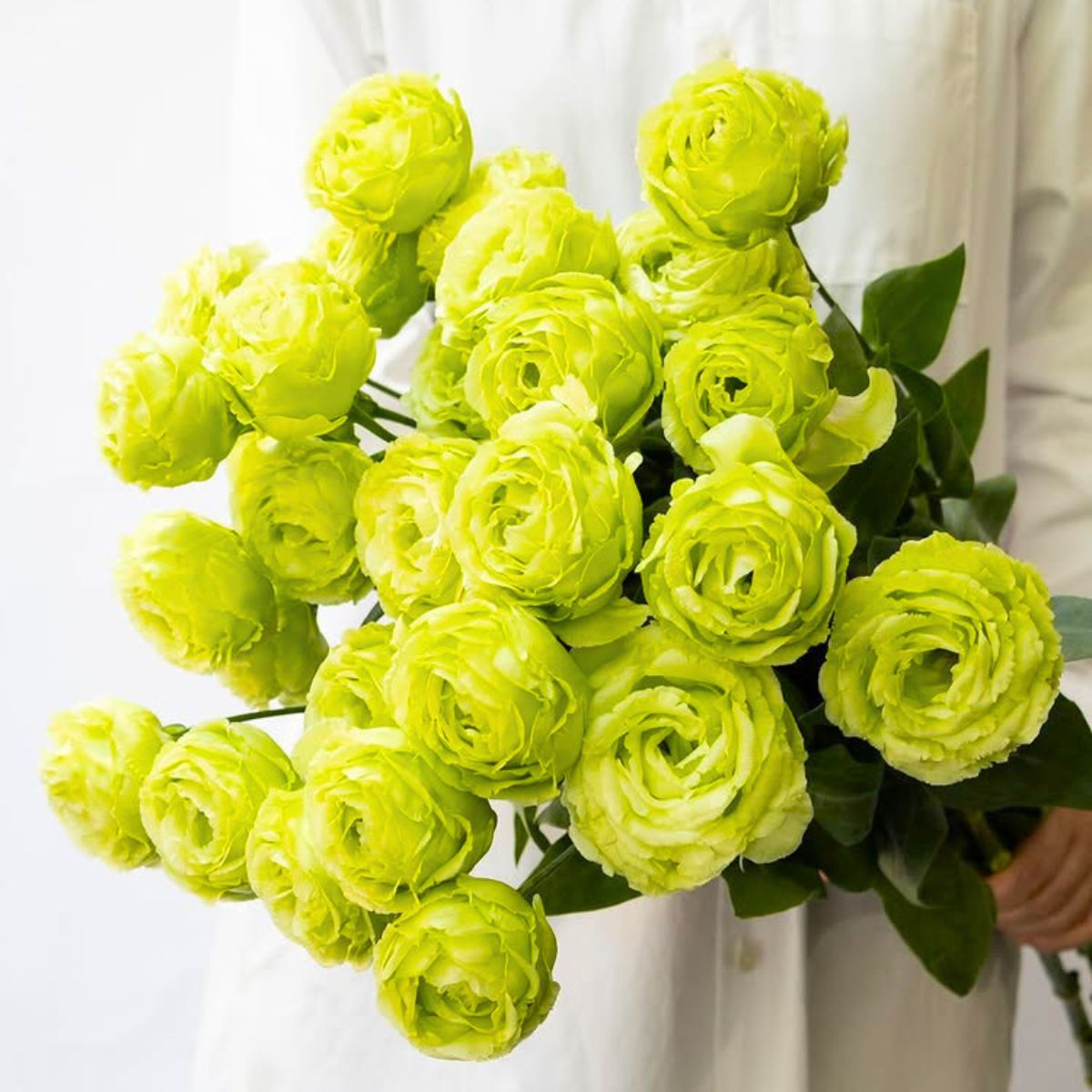 Lisianthus Rosanne Pistachio by tokyo_shokubutsu_zufu