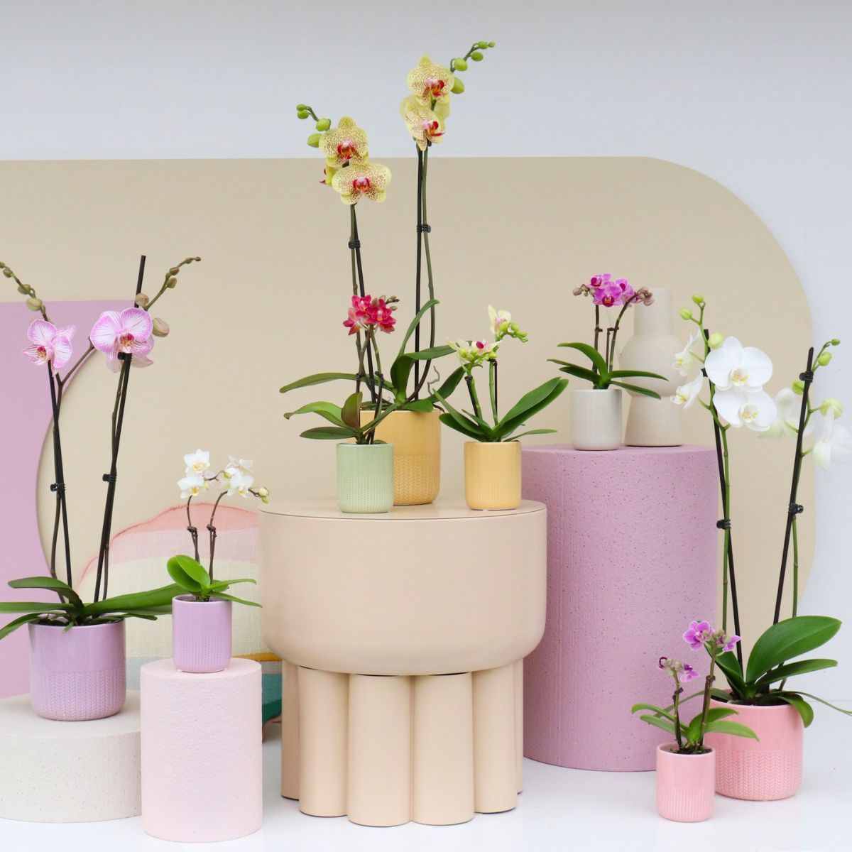 Various orchids by vgorchids