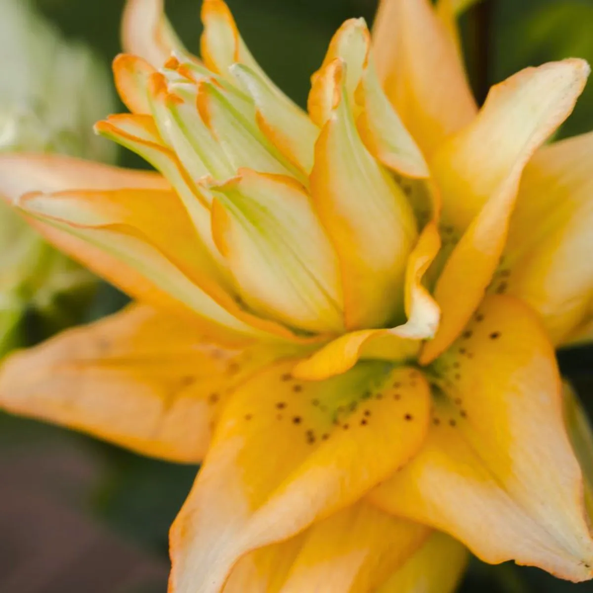 Lilium Double Blizz by Moerman Lilium and Decorum