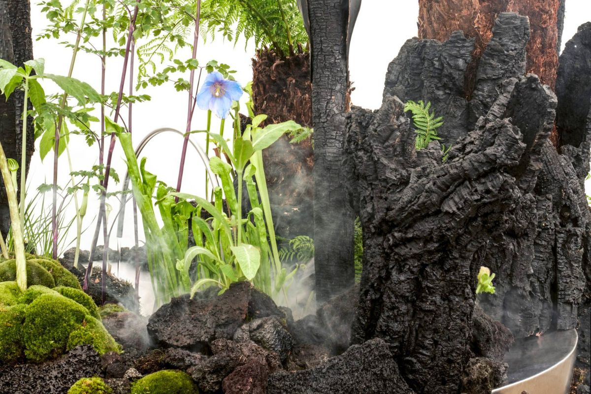 Details of flowers plants and burnt trees