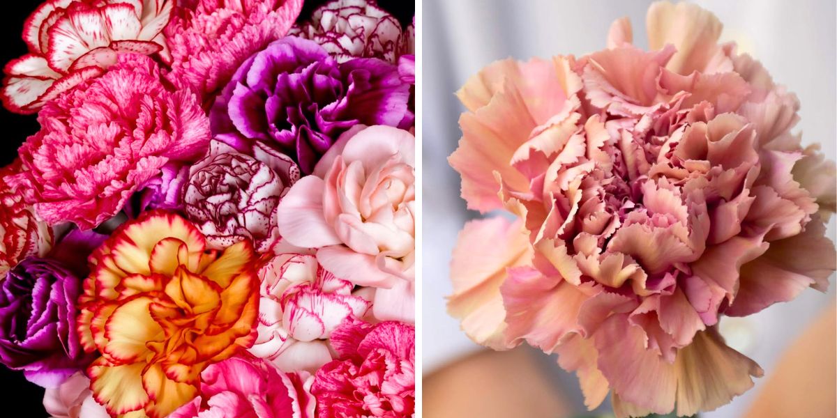 Colorful carnations closeup