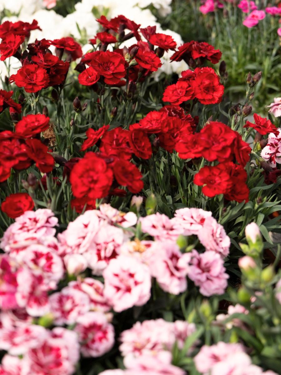 Red lively carnations