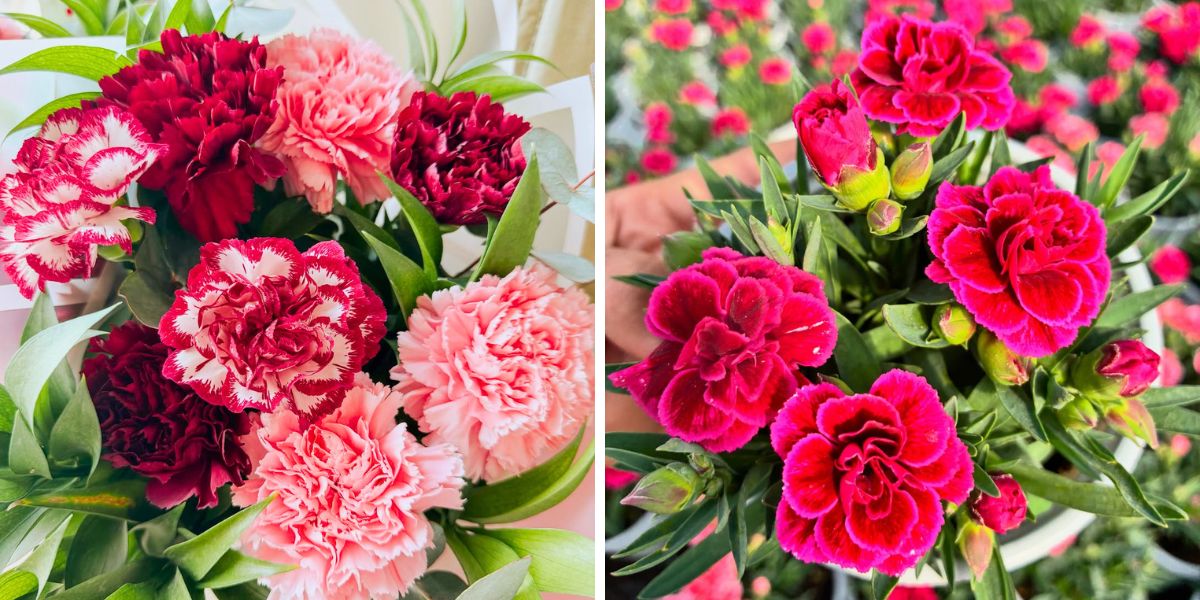 Carnations in a bouquet and outdoors Carnations in a bouquet and outdoors