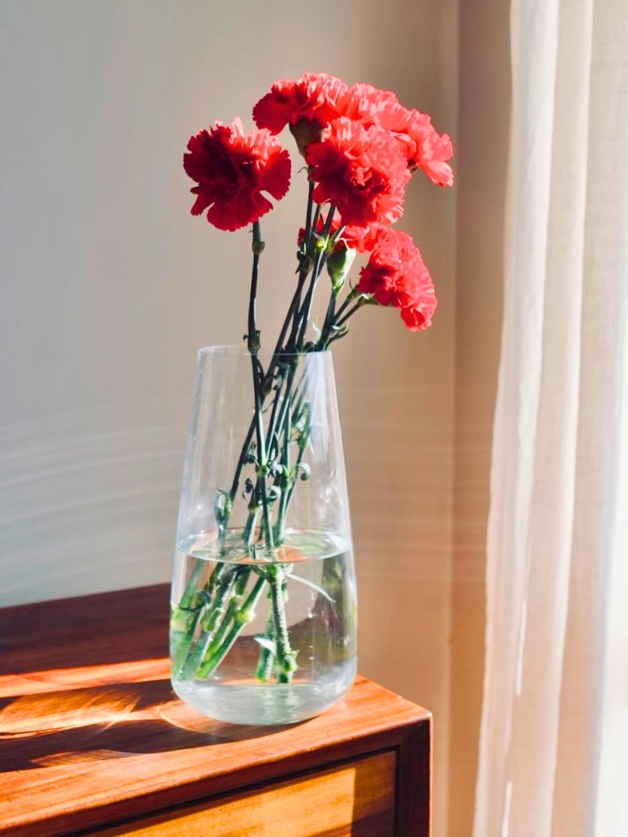 Red carnations in a vase