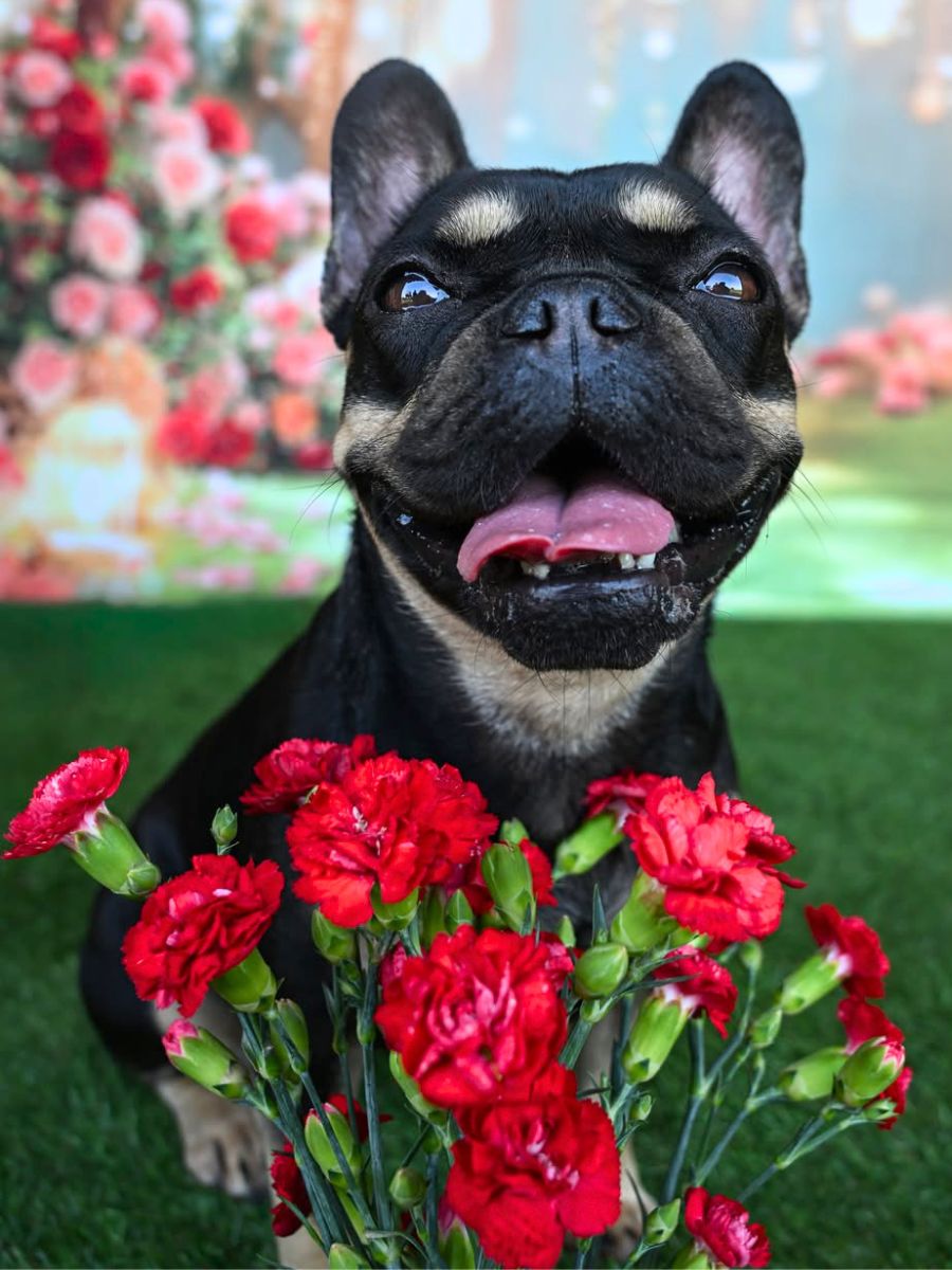 A doggy with red carnations