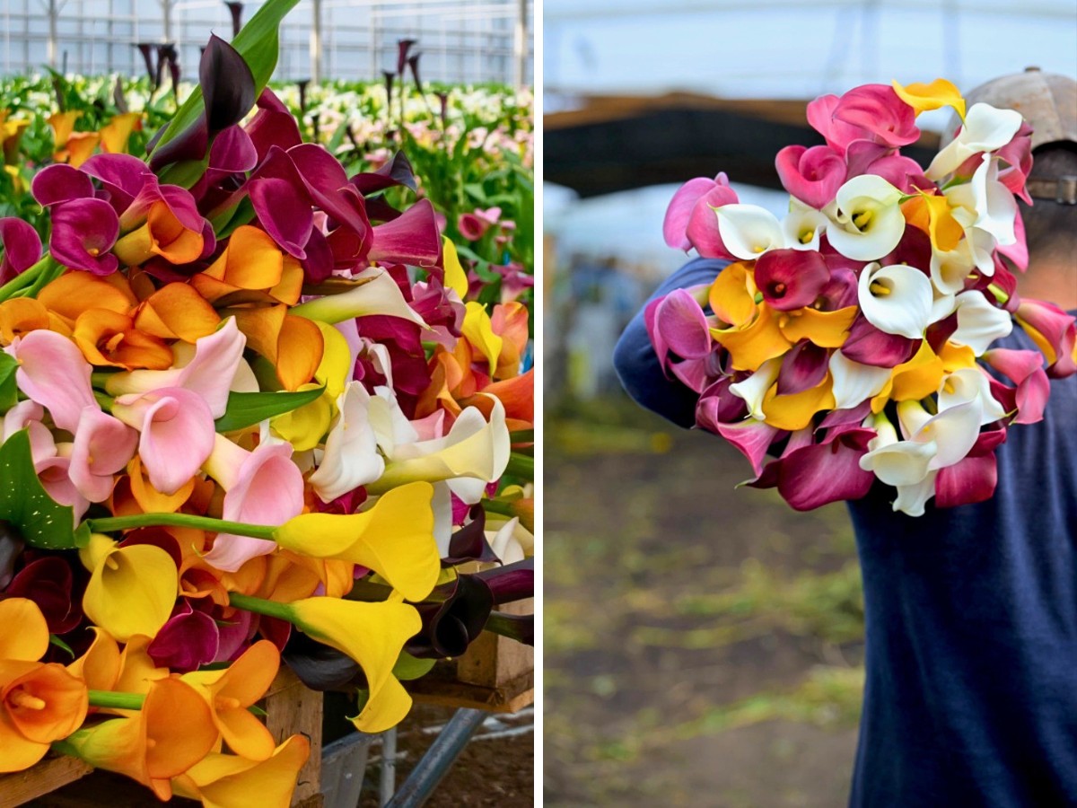 K&ouml;nst Alstroemeria&rsquo;s Two Distinct Calla Lines for Different Market Segments