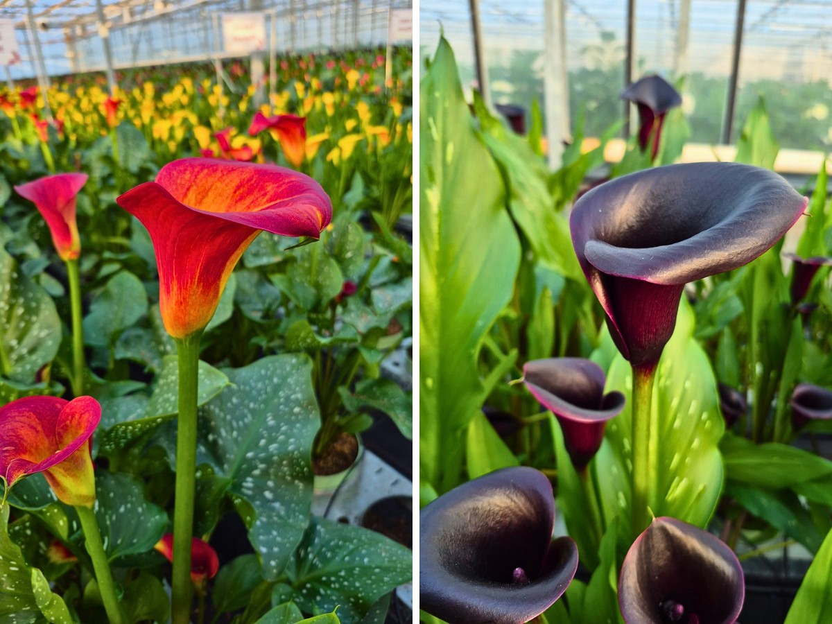 Art Calla Könst Presents Their Two Distinct Calla Lines for Different Market Segments