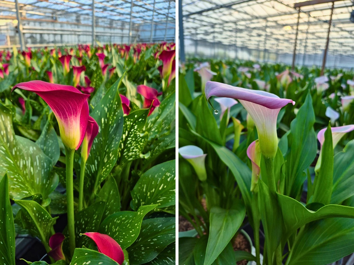 Art Callas Könst Presents Their Two Distinct Calla Lines for Different Market Segments