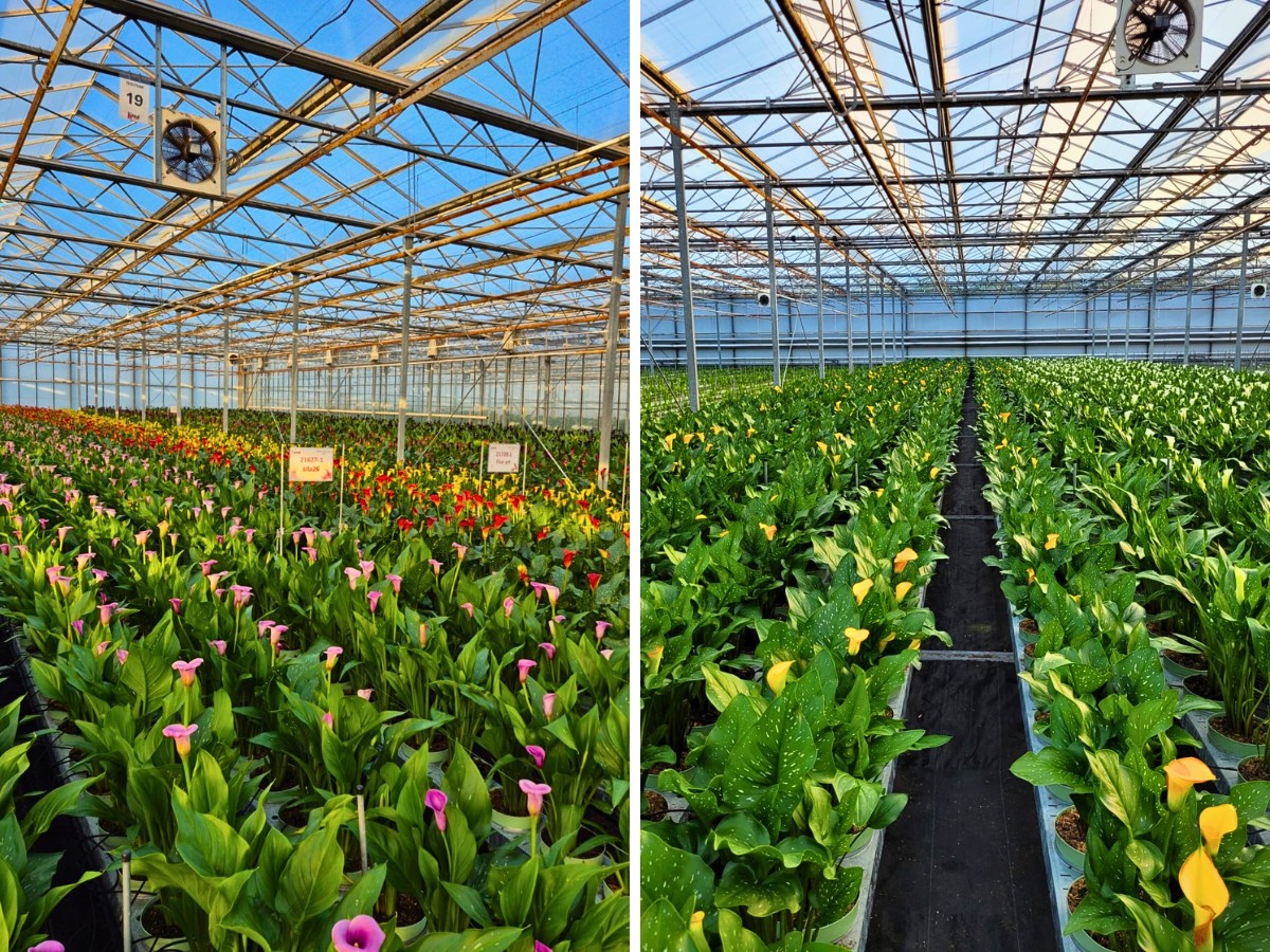 Calla lilies Könst Alstroemeria’s Two Distinct Calla Lines for Different Market Segments