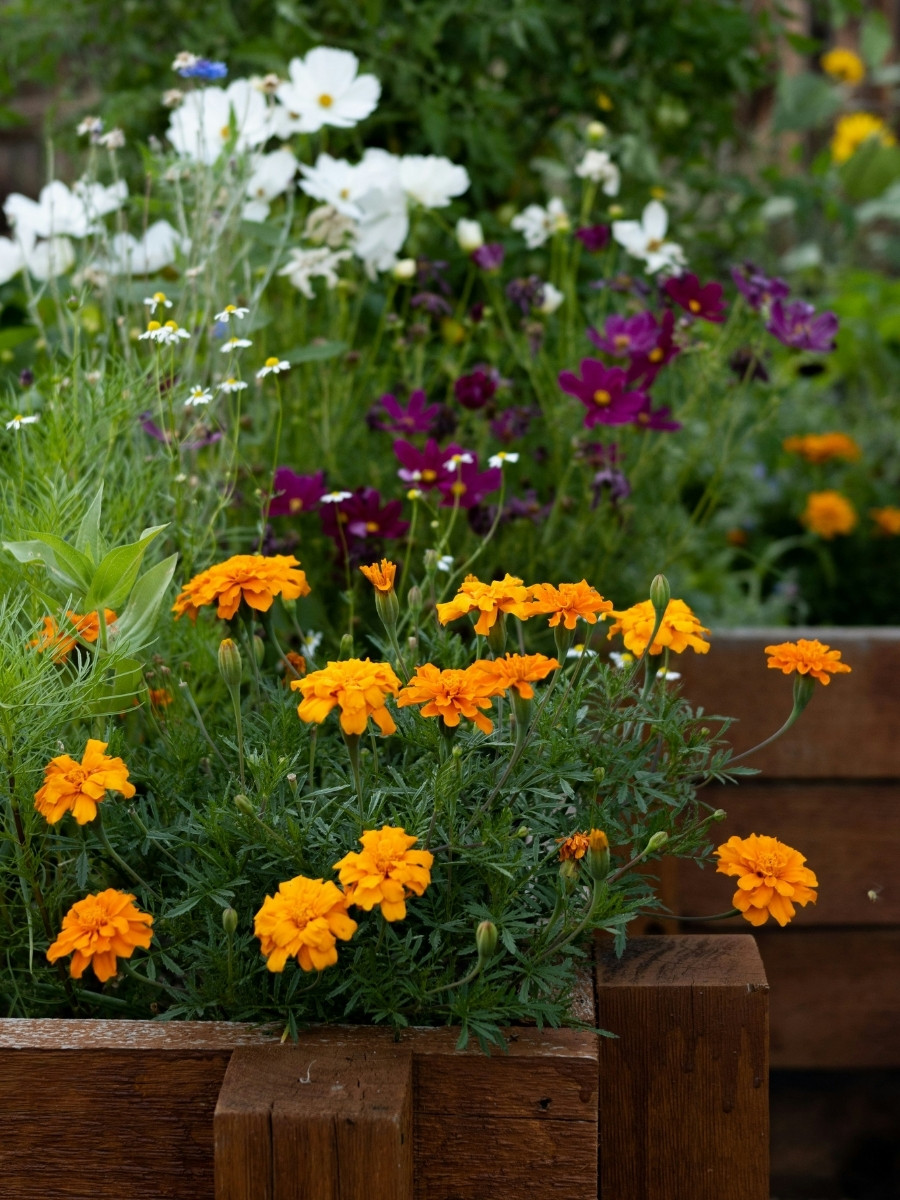 What Flowers Are Best for Small Spaces?