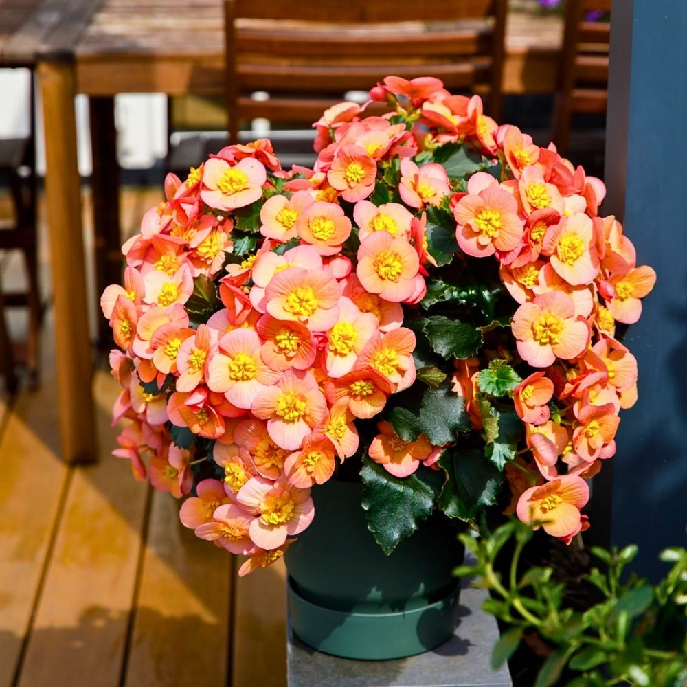What Flowers Are Best for Small Spaces?