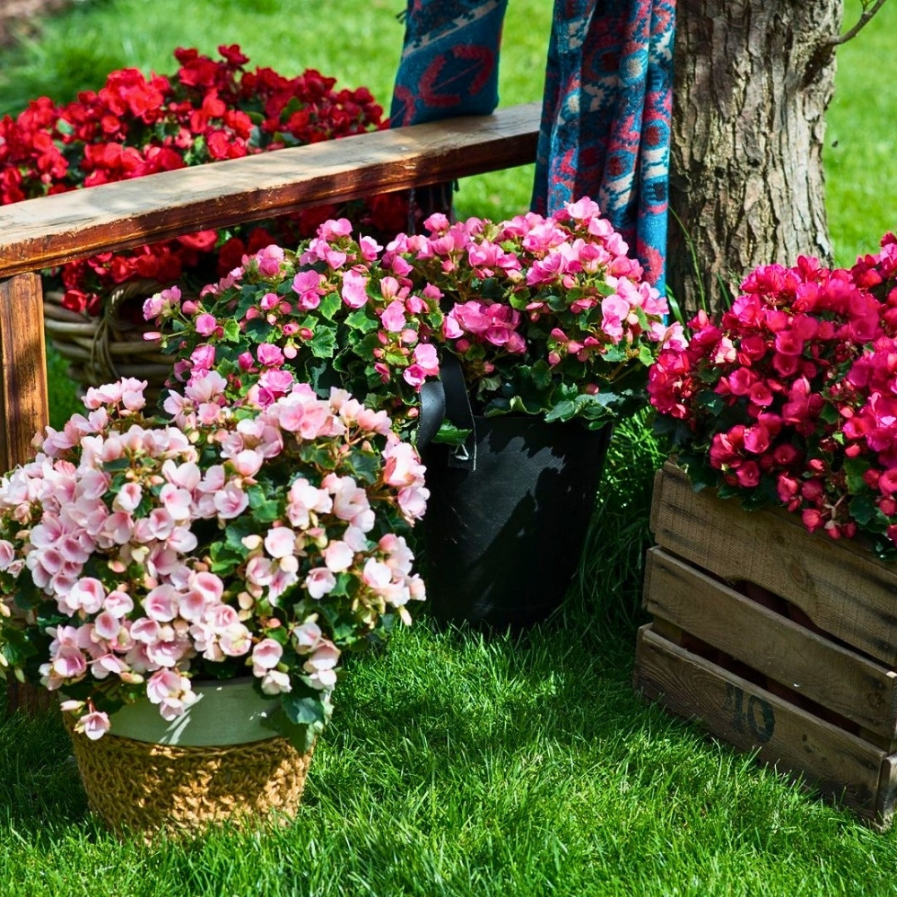 What Flowers Are Best for Small Spaces?