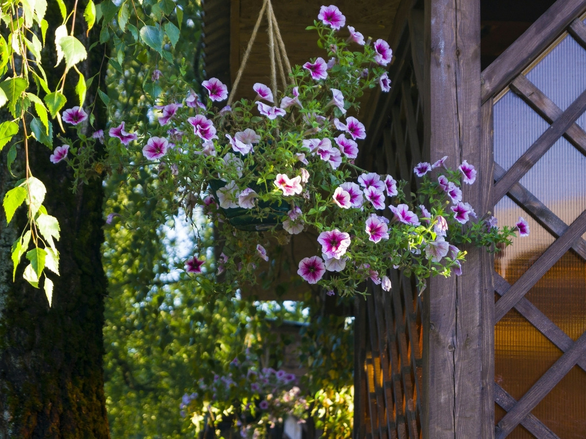 What Flowers Are Best for Small Spaces? Here Are a Few Examples and How to Plant Them