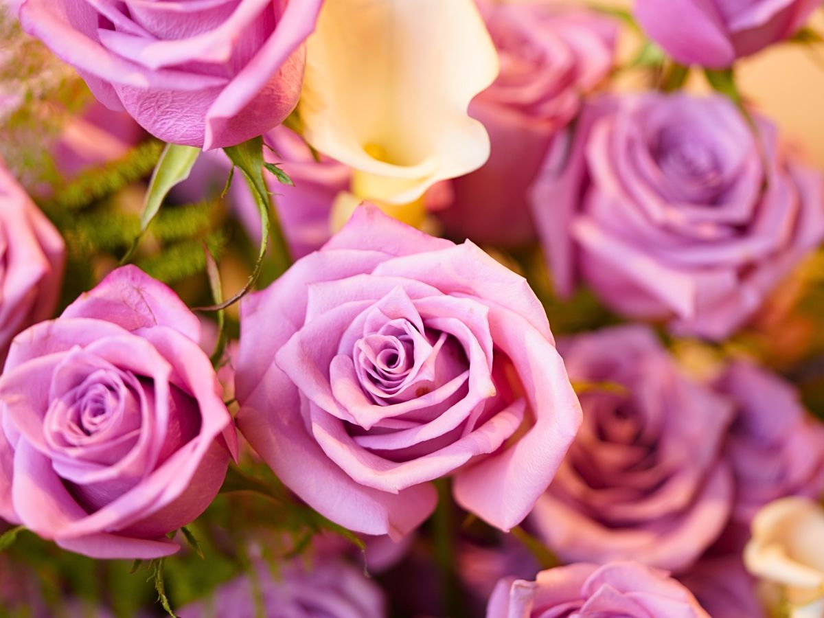 Rose Bahati