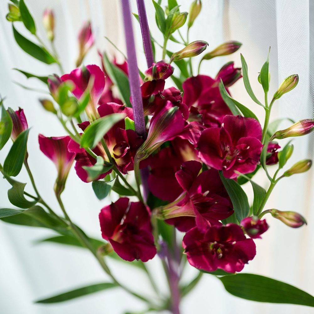 How Does the Breeding of Alstroemeria Work? Here&rsquo;s the Process