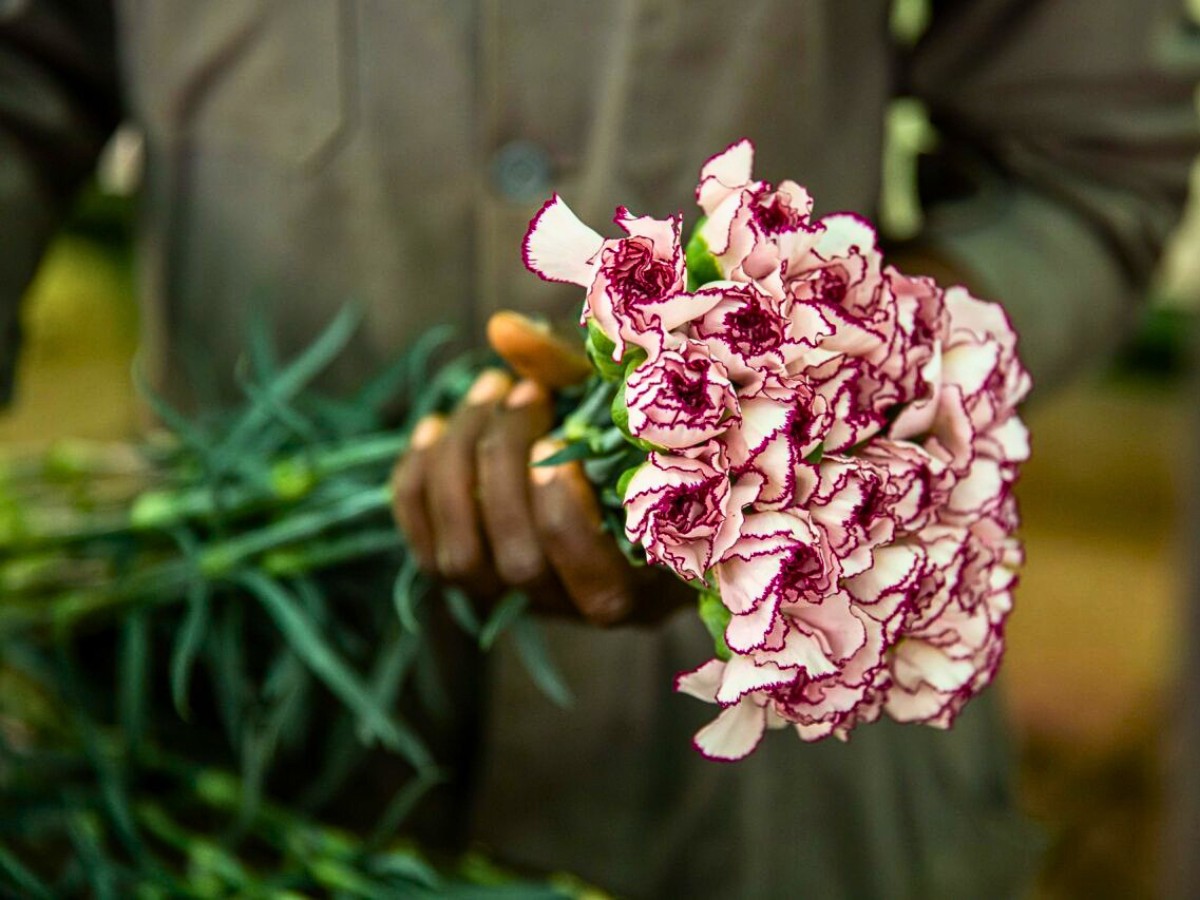 Kenya&rsquo;s Flower Industry Remains Successful Despite Headwinds as Shown by IFTEX 2026. Here&rsquo;s How Kenya Flower Council (KFC) Ensures the Well-Being of Kenyan Flower Workers.