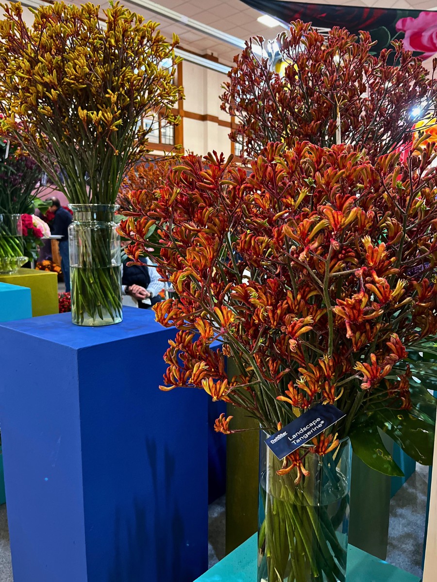 De Ruiter Promoting the Wider Adoption and Use of Anigozanthos (Kangaroo Paw) in Floral Design.