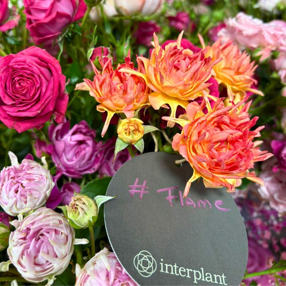 World of Spray Roses