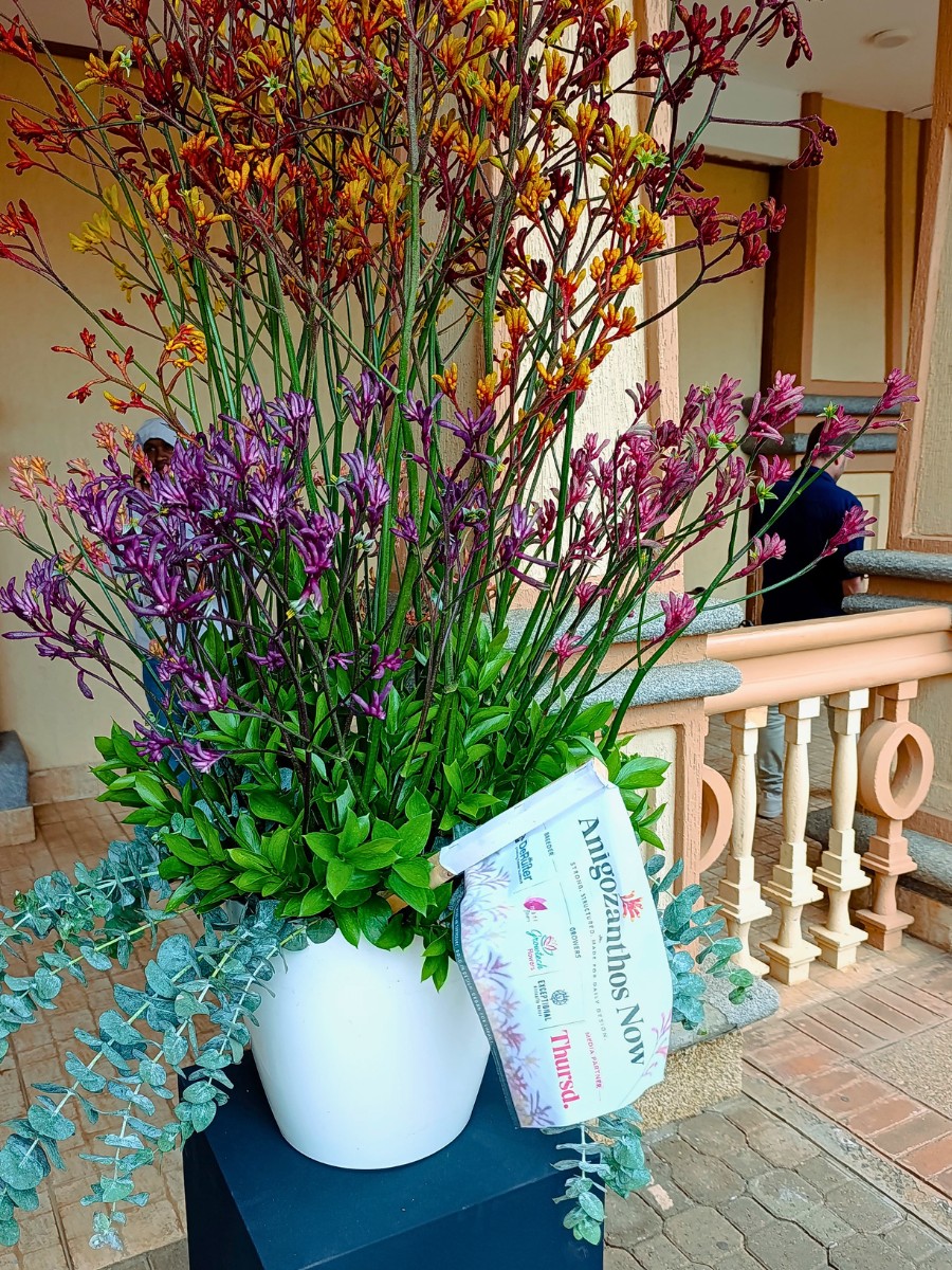 Kangaroo Paws De Ruiter Promoting the Wider Adoption and Use of Anigozanthos (Kangaroo Paw) in Floral Design.