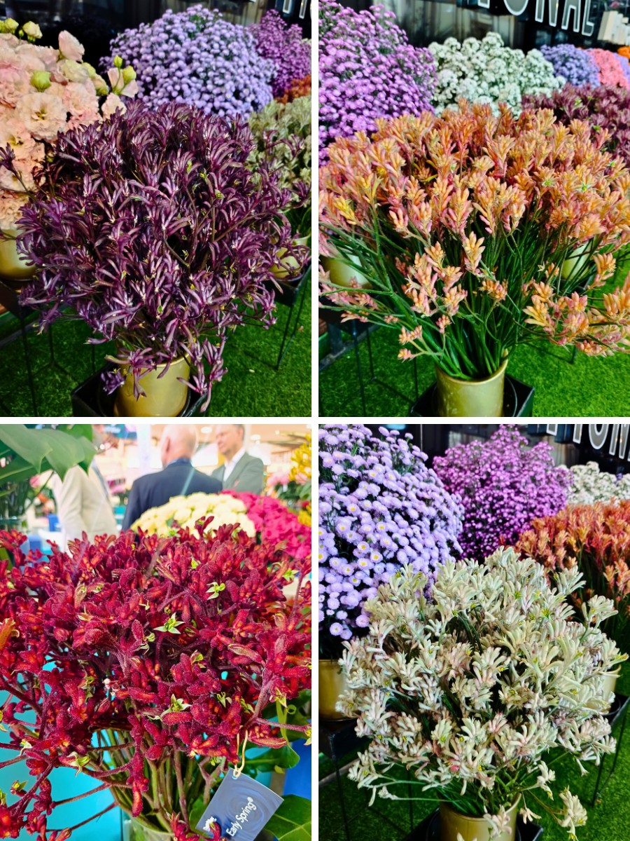 Anigozanthos varieties De Ruiter Promoting the Wider Adoption and Use of Anigozanthos (Kangaroo Paw) in Floral Design.