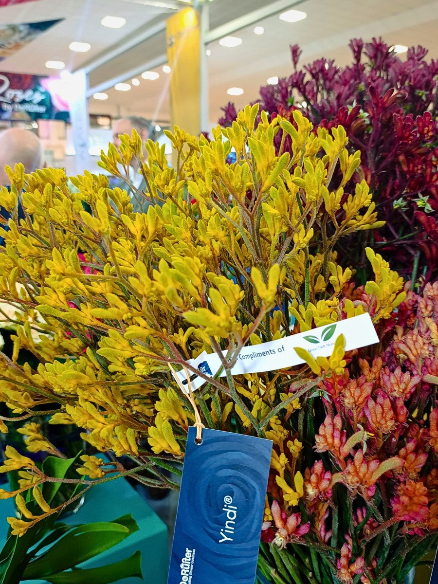 Anigozanthos varieties De Ruiter Promoting the Wider Adoption and Use of Anigozanthos (Kangaroo Paw) in Floral Design.