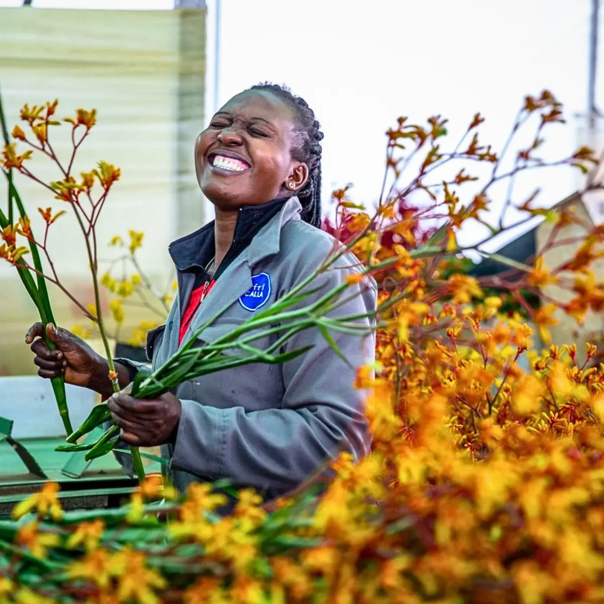 De Ruiter Promoting the Wider Adoption and Use of Anigozanthos (Kangaroo Paw) in Floral Design.