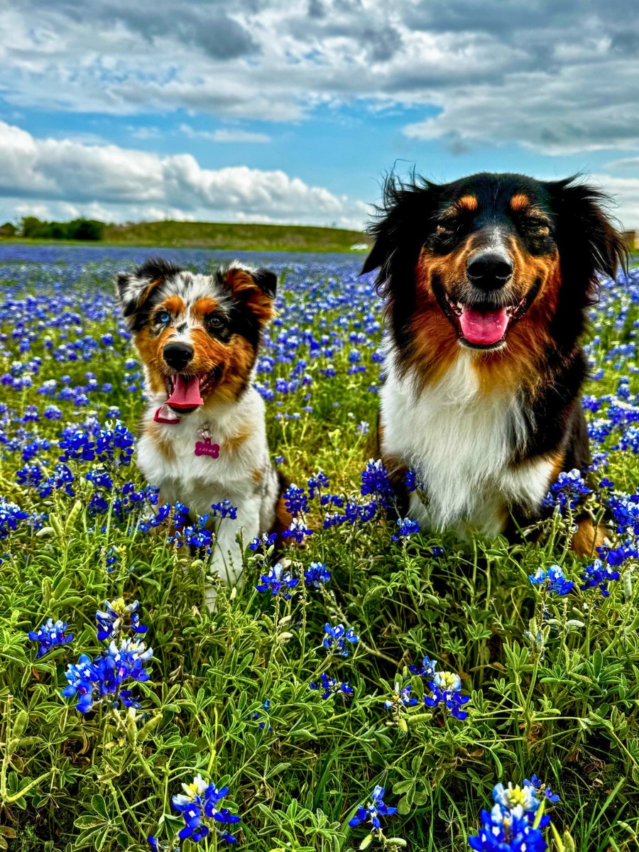 Why Is the Bluebonnet the Texas State Flower?