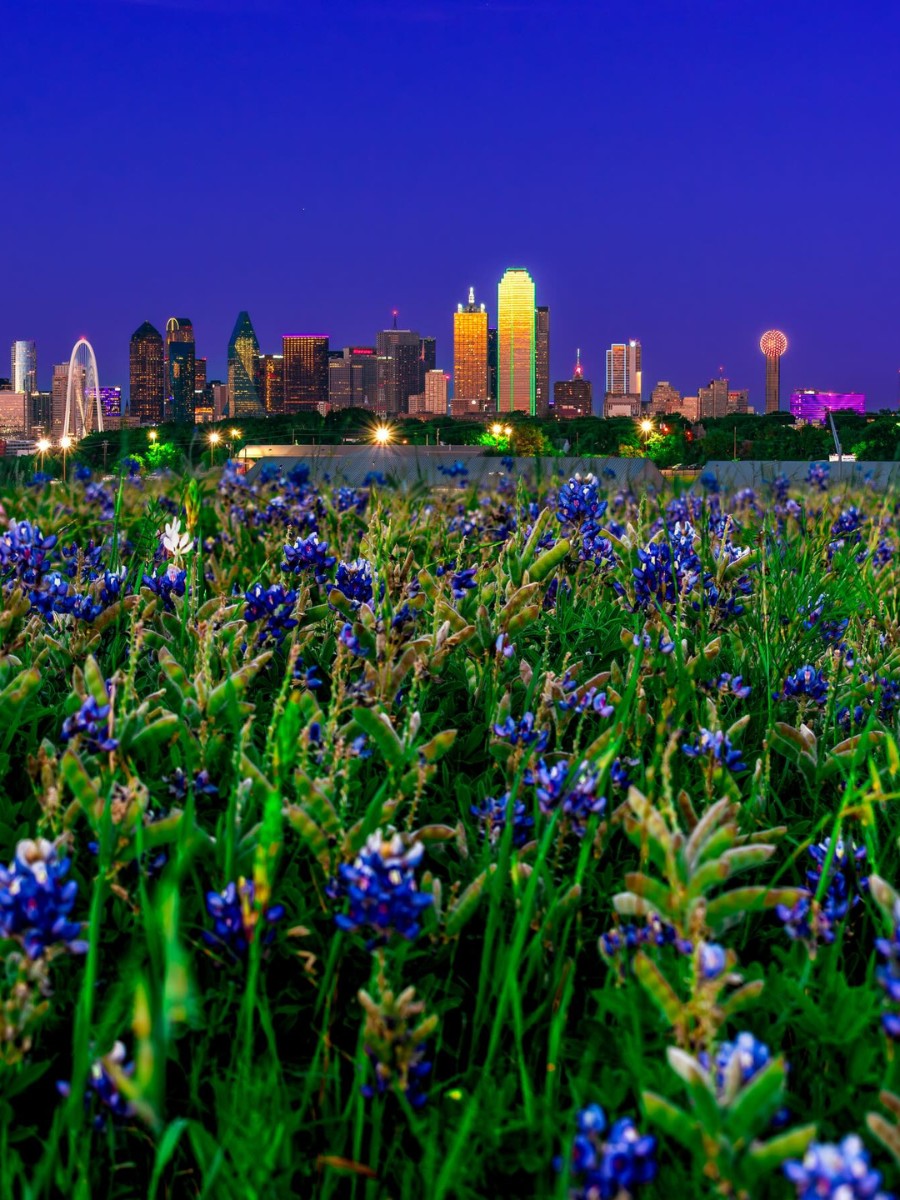 Bluebonnets, the Official Texas State Flower.
