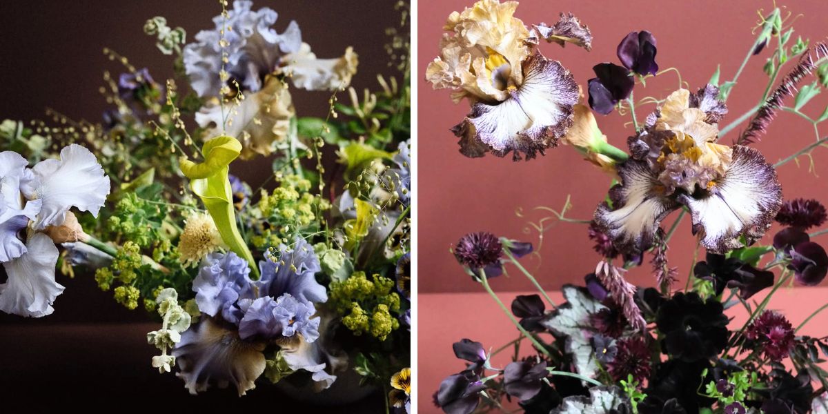 The beauty of iris flowers