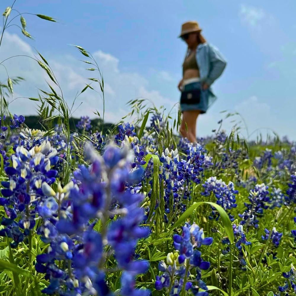 Why Is the Texas Bluebonnet the Official Texas State Flower?