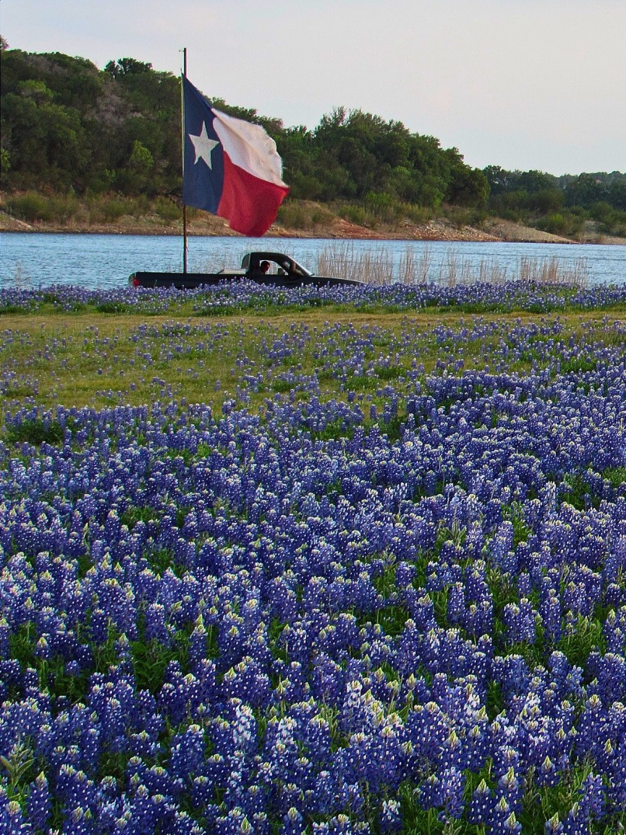 What Is the Texas State Flower? Here&rsquo;s What You&rsquo;d Want to Know About the Texas Bluebonnet.