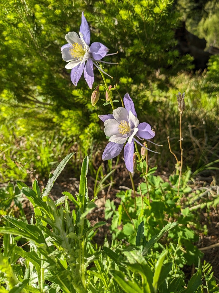 Rocky Mountain Columbine &ndash; What You&rsquo;d Want to Know About the Colorado State Flower
