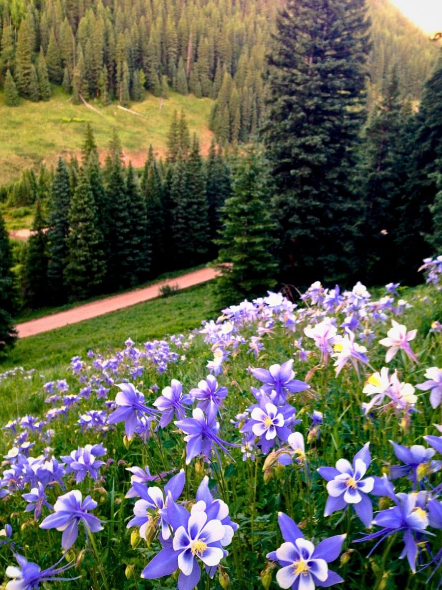 the petals of this flower - the Rocky Mountain Columbine curve backward