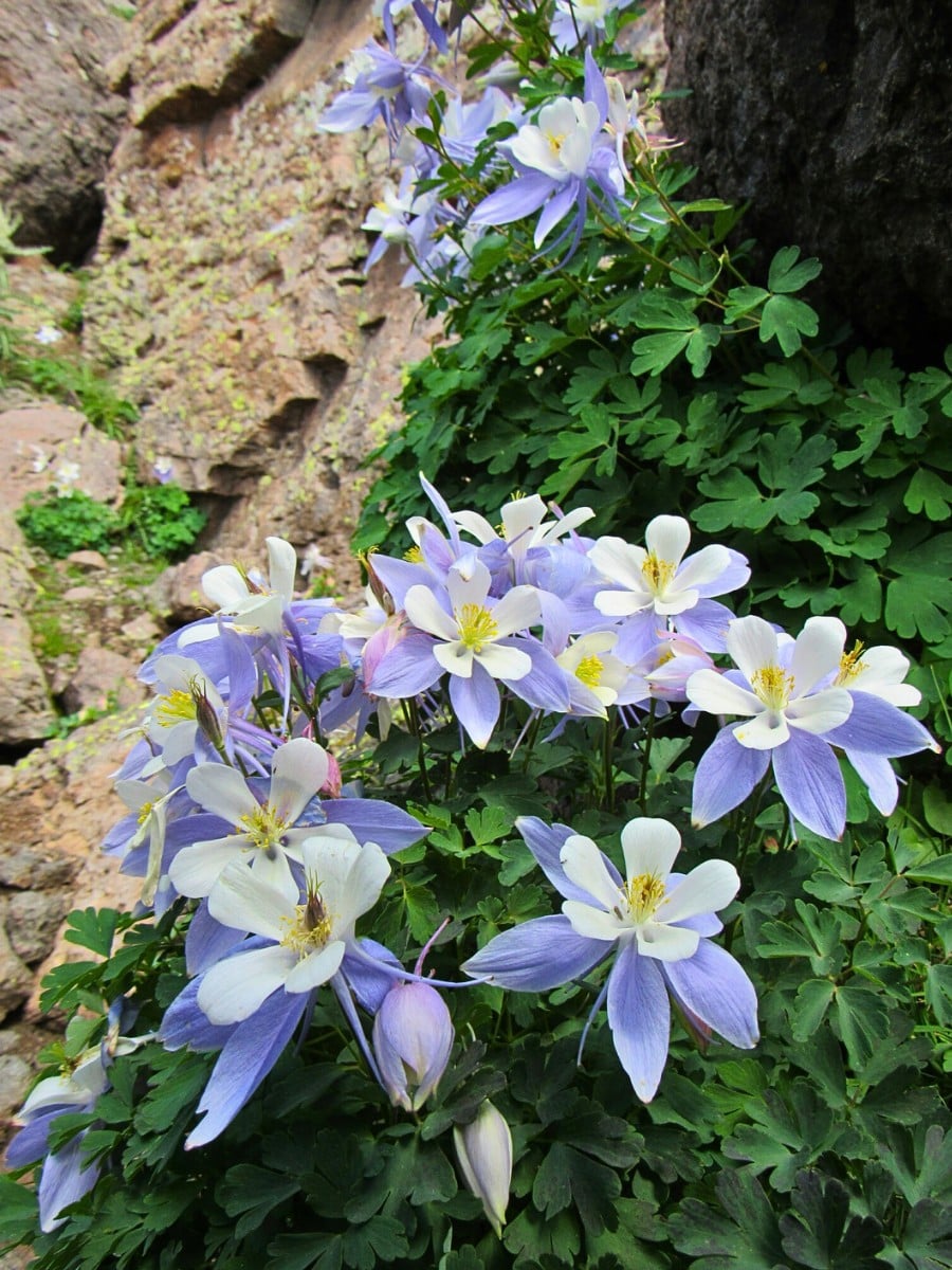 Are there other columbine species in Colorado besides the state flower? Yes. While the Rocky Mountain columbine is the only species recognized as the Colorado state flower, the state is home to other columbine varieties