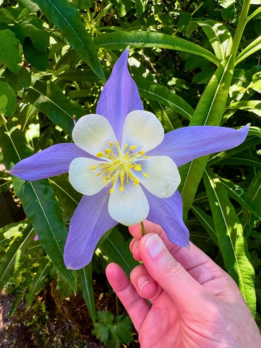 The beautiful silver blue color of the official state flower of Colorado