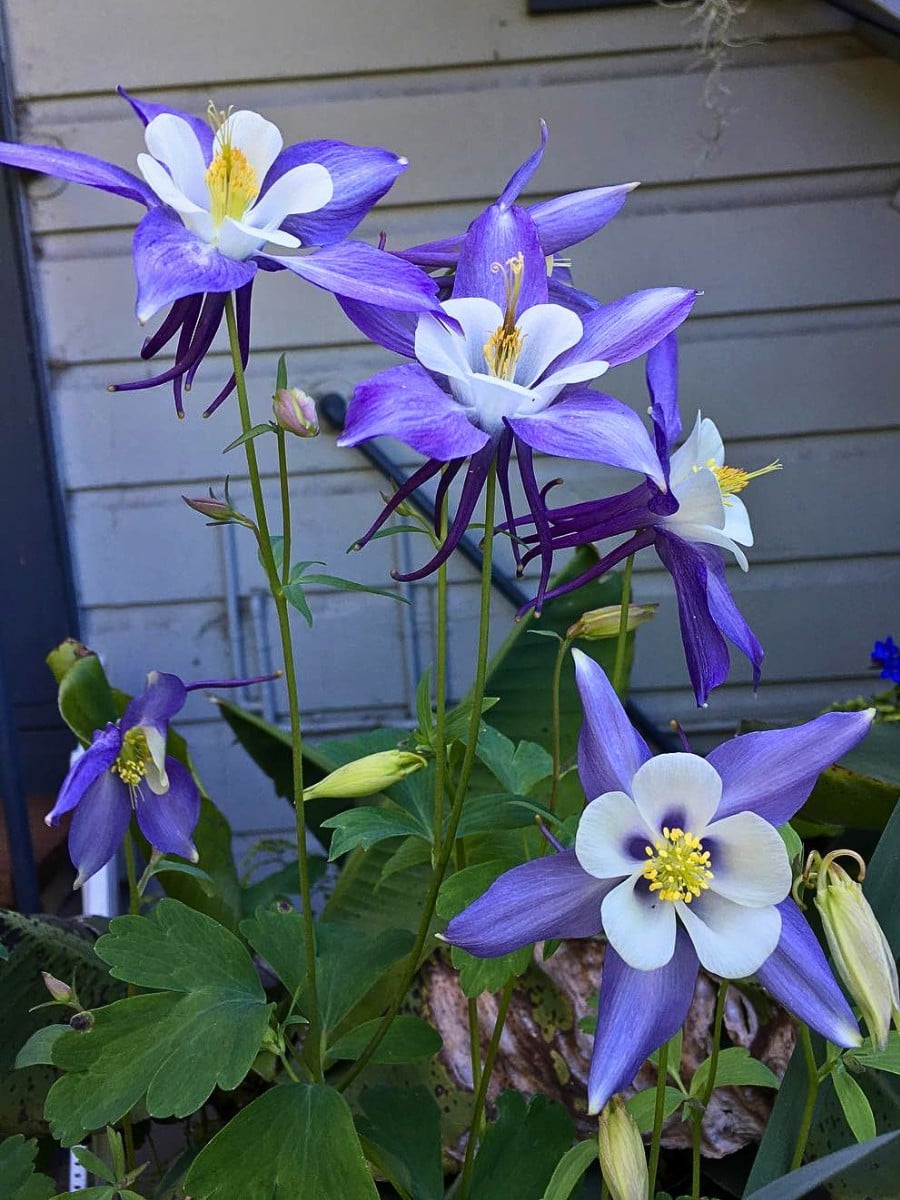 Rocky Mountain columbine (Aquilegia coerulea), the official Colorado state flower