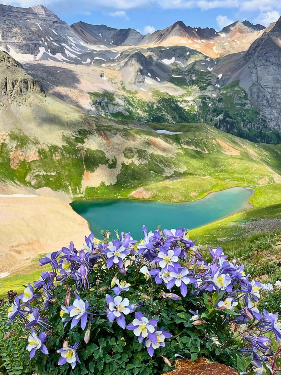 The official Colorado state flower is the Rocky Mountain columbine, scientifically known as Aquilegia caerulea