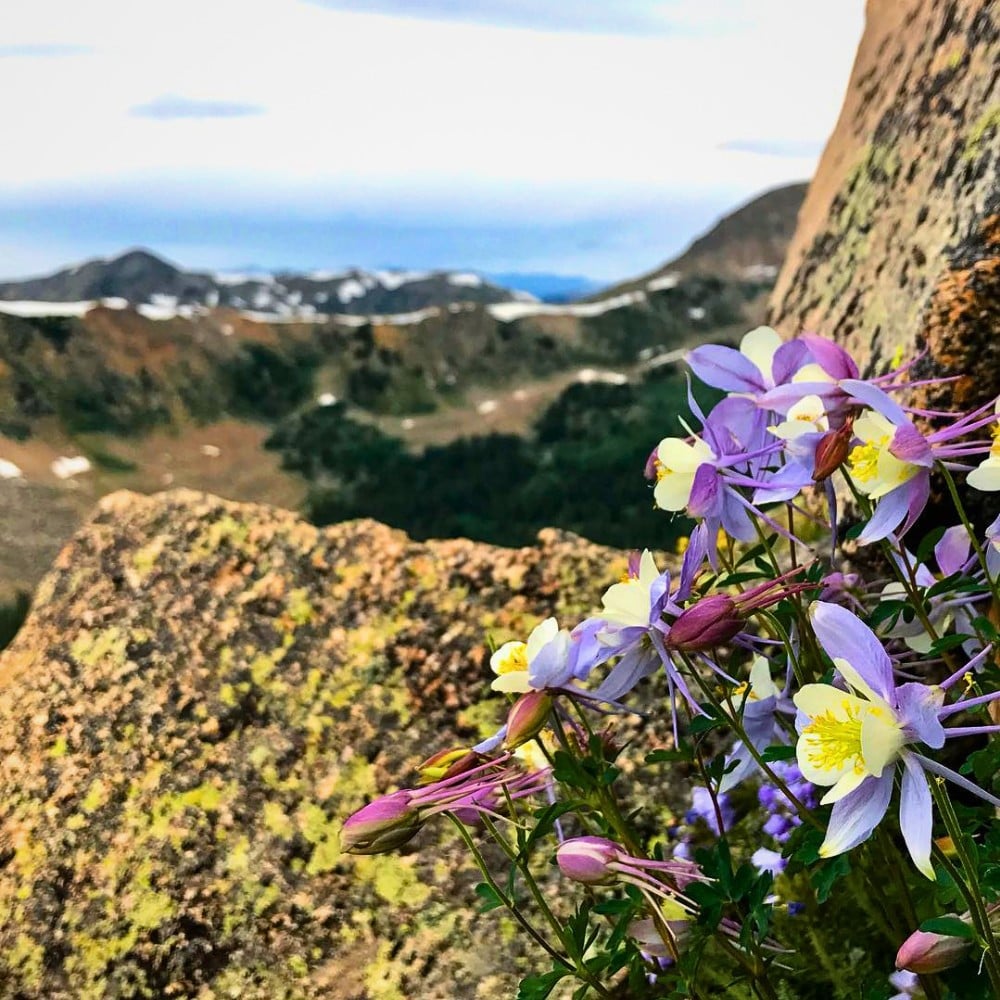 The Rocky Mountain Columbine as Colorado State Flower