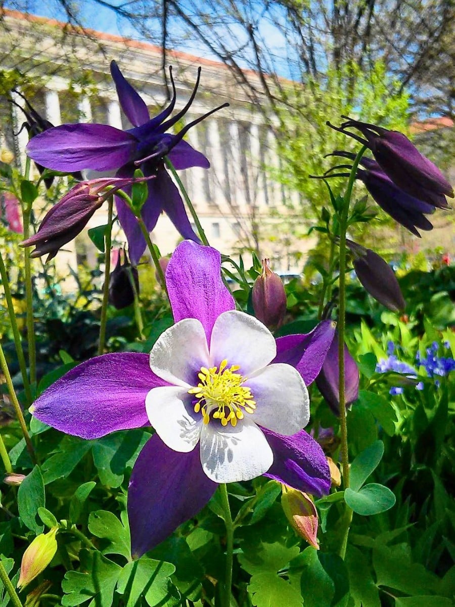 Rocky Mountain columbine (Aquilegia coerulea), the official Colorado state flower