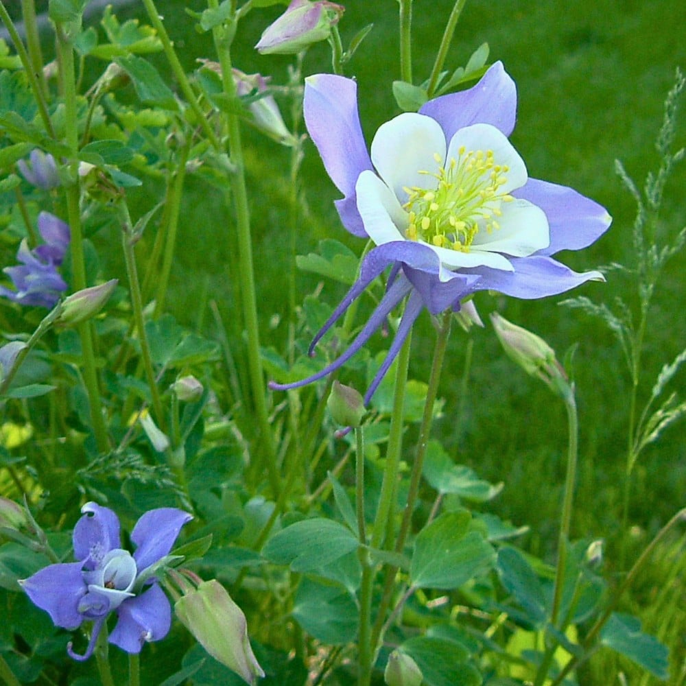 This flower thrives in the Colorado Rockies and provides nectar for hummingbirds.
