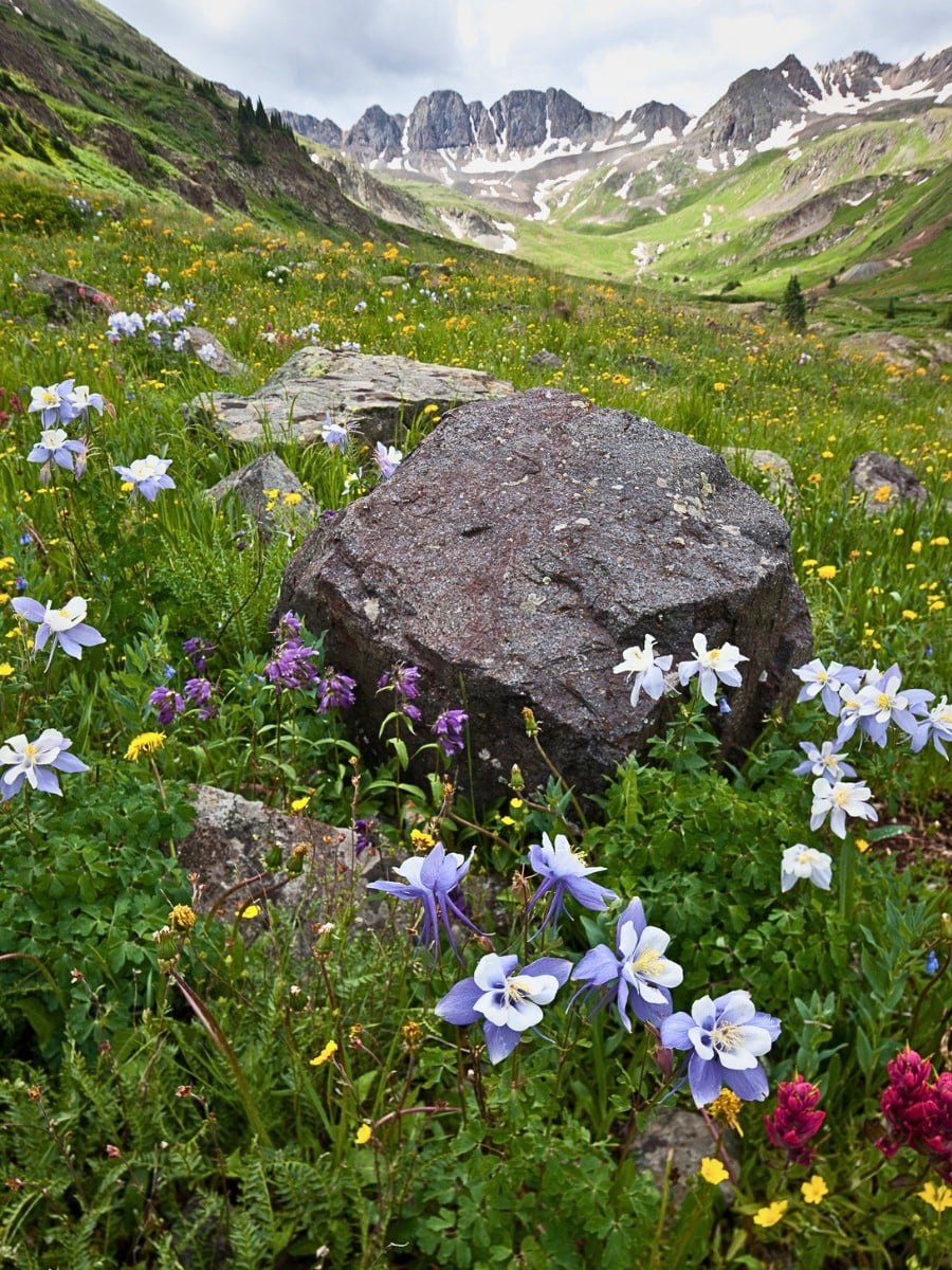 What Is the Colorado State Flower? Here&rsquo;s What You Should Know About the Rocky Mountain Columbine, Also Called Aquilegia Caerulea.