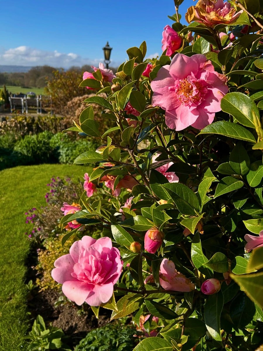 The Alabama State Flower, Camellia