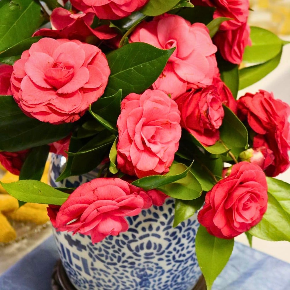 Camellia and What You&rsquo;d Love to Know About This Alabama State Flower
