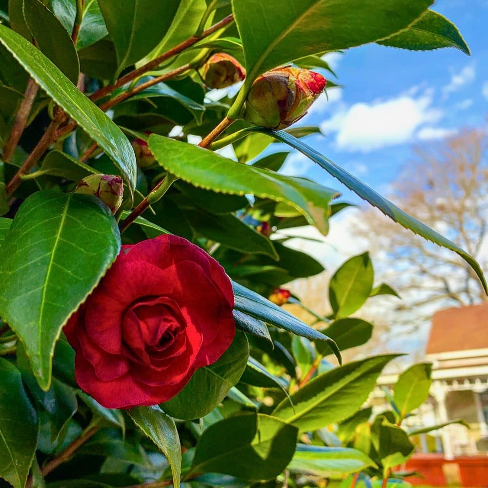 camelia is the Alabama state flower, just like how the oak leaf hydrangea is the state wildflower for Alabama