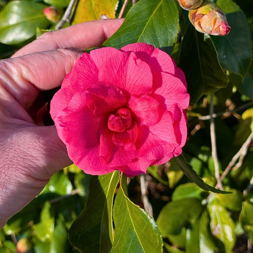 Camellia - the state flower of Alabama